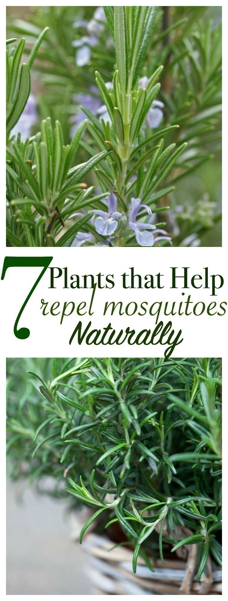 Grow a garden full of your own natural pest control with these plants that repel mosquitoes naturally. Here are 7 mosquito-repelling plants that you need in your backyard ASAP.