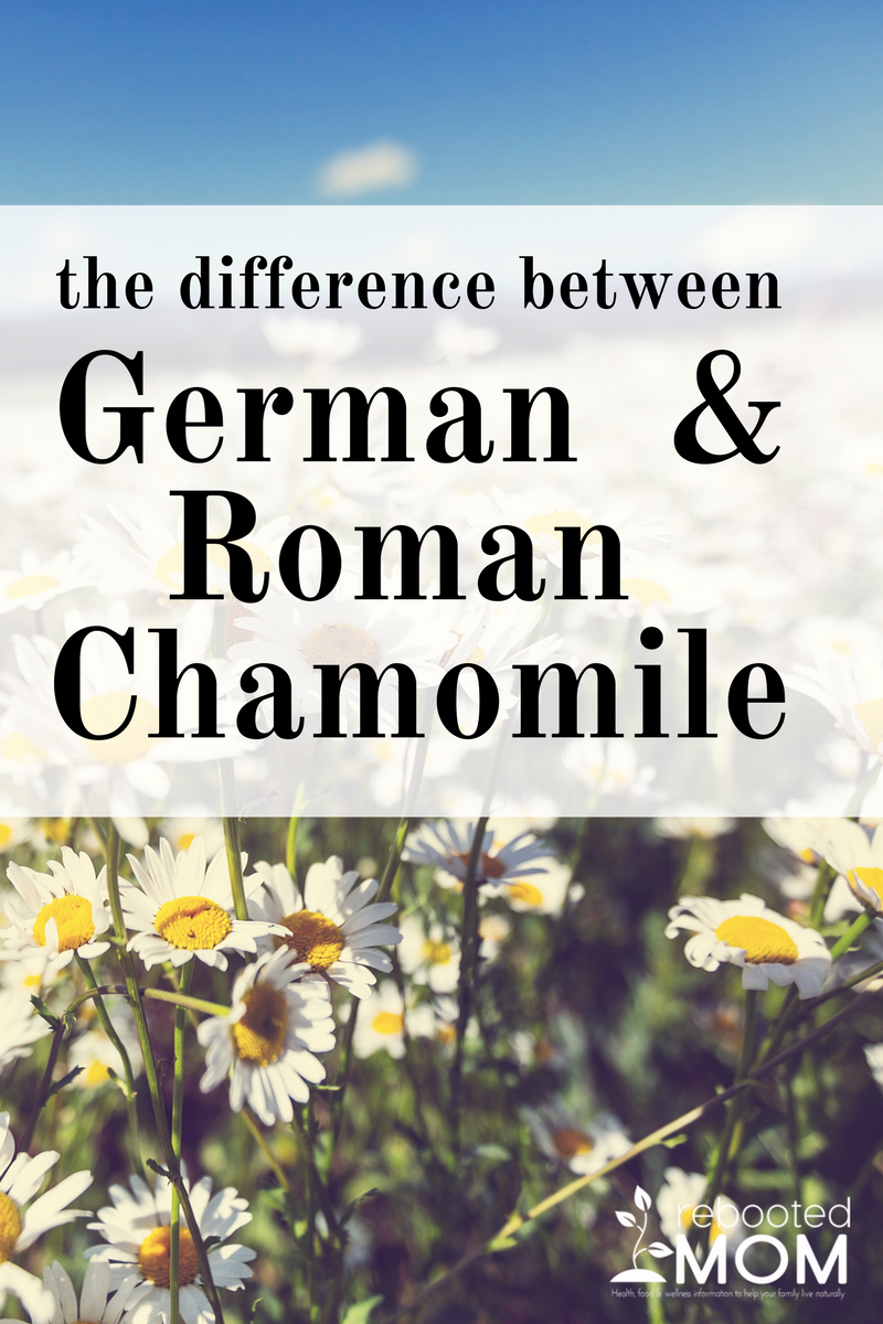 Do you know the difference between Roman and German Chamomile Oils?