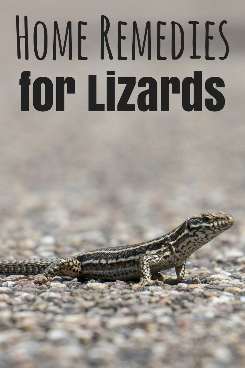 Believe it or not, you don't have to resort to nasty chemicals to keep lizards out of your house  - there are several home remedies that you an turn to that are incredibly effective.