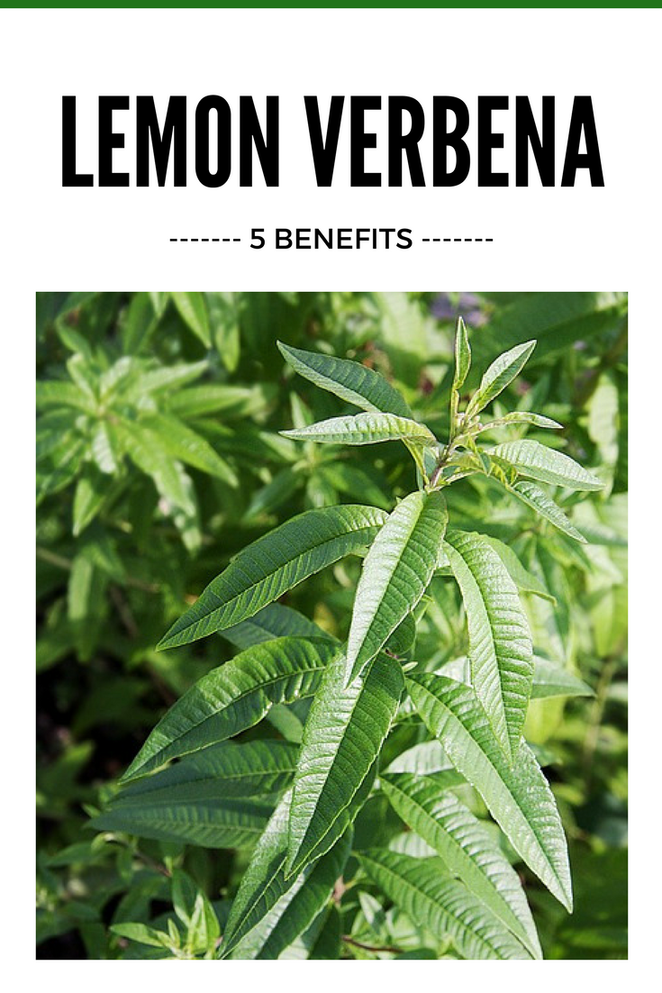 Lemon verbena has many qualities that make it super for our health, from digestion to anxiety, rest and more. Find out why this herb should be in everyone's medicine cabinet.