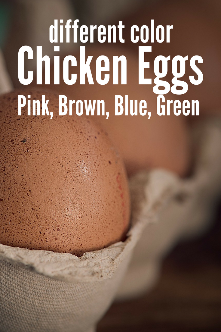 Pink, blue, green, brown or.. even speckled - what do all these egg colors mean? How do they develop? And what kinds of breeds produce these colored beauties?