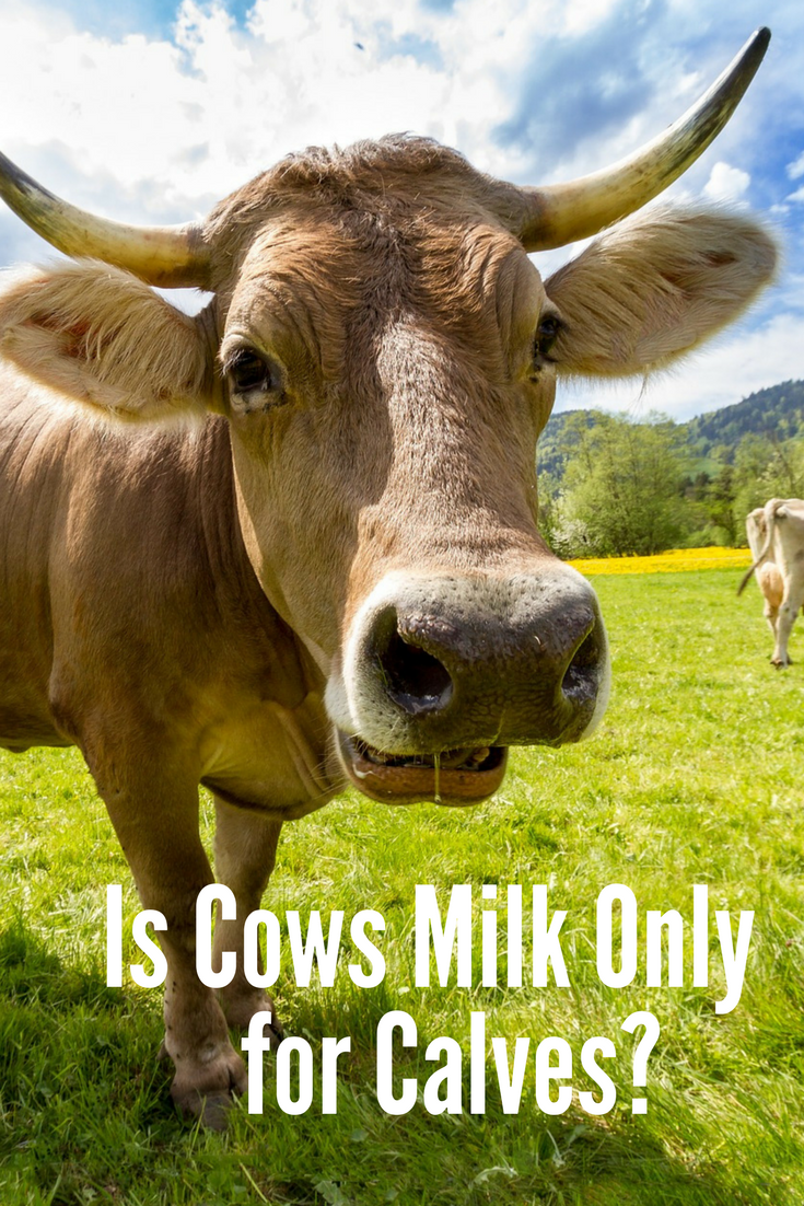 Is Cows Milk Only Good for Calves-