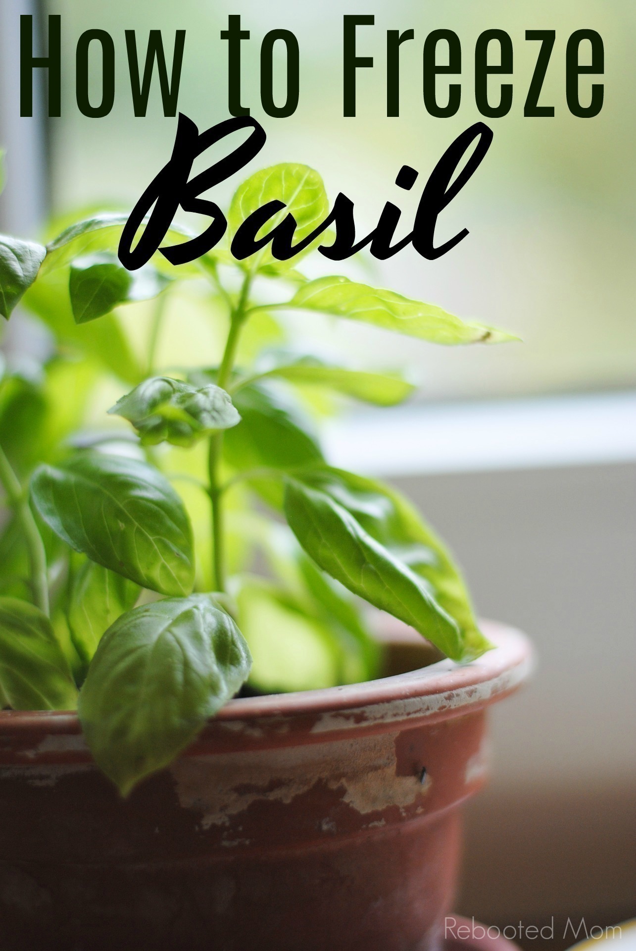 Basil is one of the easiest herbs to grow and amazing to use all year long. Find out how to freeze basil to use all year long.