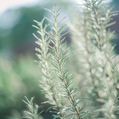 7 Plants that Help Repel Mosquitoes Naturally