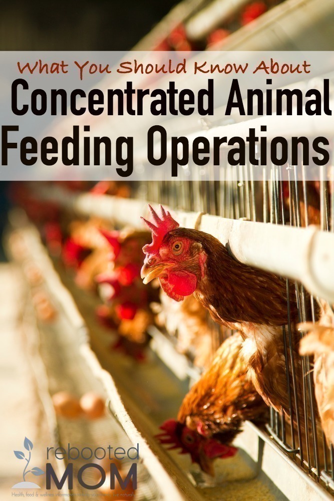 What you Should Know About Concentrated Animal Feeding Operations (CAFO's)
