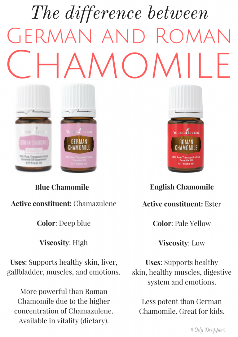 The difference between Roman and German Chamomile Essential Oils