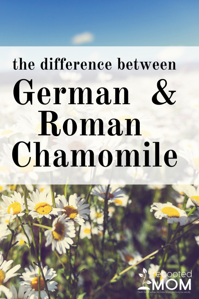The difference between Roman and German Chamomile Essential Oils