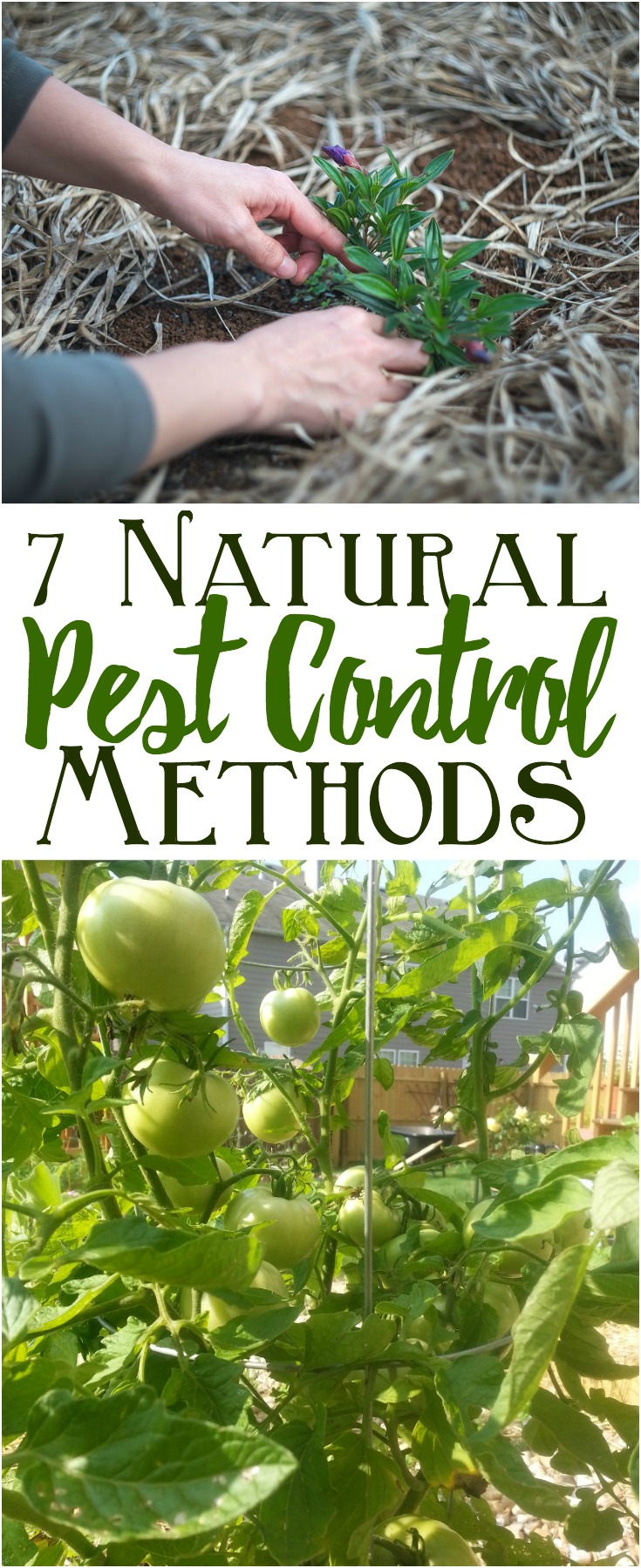 Try these natural pest control methods for garden pest control! Natural sprays, soil fertility and companion planting can help reduce or eliminate unwanted pests in your garden and help your garden thrive.