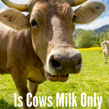 Is Cows Milk Only for Calves?