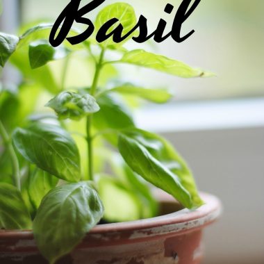 How to Freeze Basil