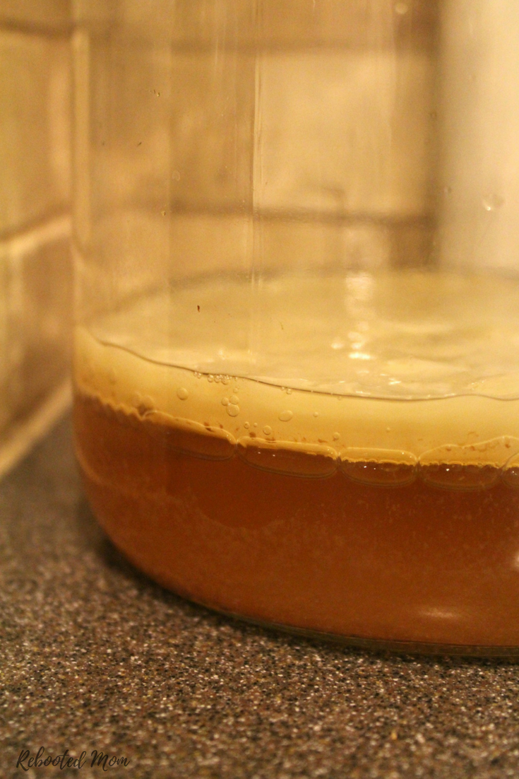 Learn how to grow a Kombucha SCOBY from scratch so you can brew your own delicious, gut-friendly kombucha at home and reap the health benefits!