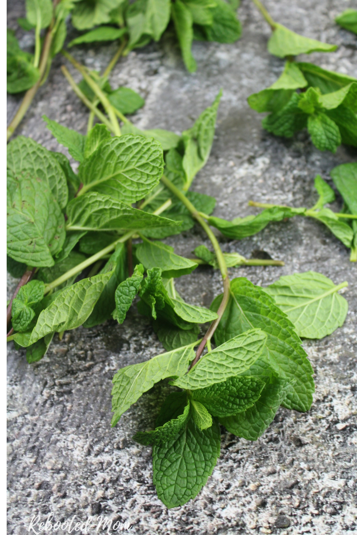 Dry your own fresh mint leaves to use in freshly brewed tea, or infused oil - no dehydrator required! #mint #herbs #tea