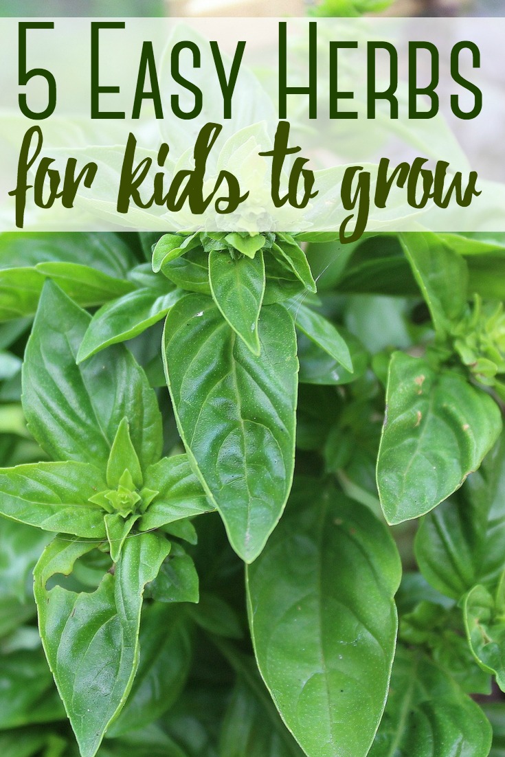 Herbs are a wonderful way to get your kids involved in gardening because they are low maintenance and grow quickly. Get your kids involved with these 5 easy herbs. #gardening #herbs #kids #gardeningwithkids #backyardgarden 