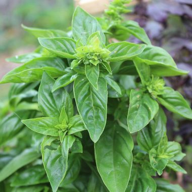 5 Herbs that Are Easy for Kids to Grow