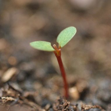 6 Reasons your Seeds Aren’t Sprouting