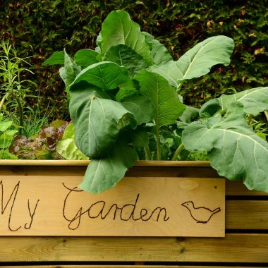 7 Kitchen Scraps for your Home Garden