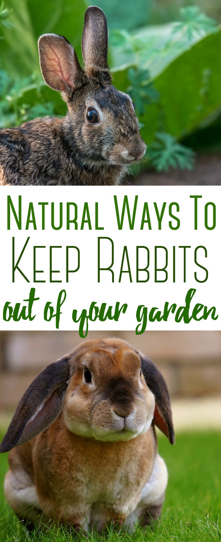 Rabbits are cute until they get into your garden. Thankfully there are several ways to keep rabbits out of your garden naturally.