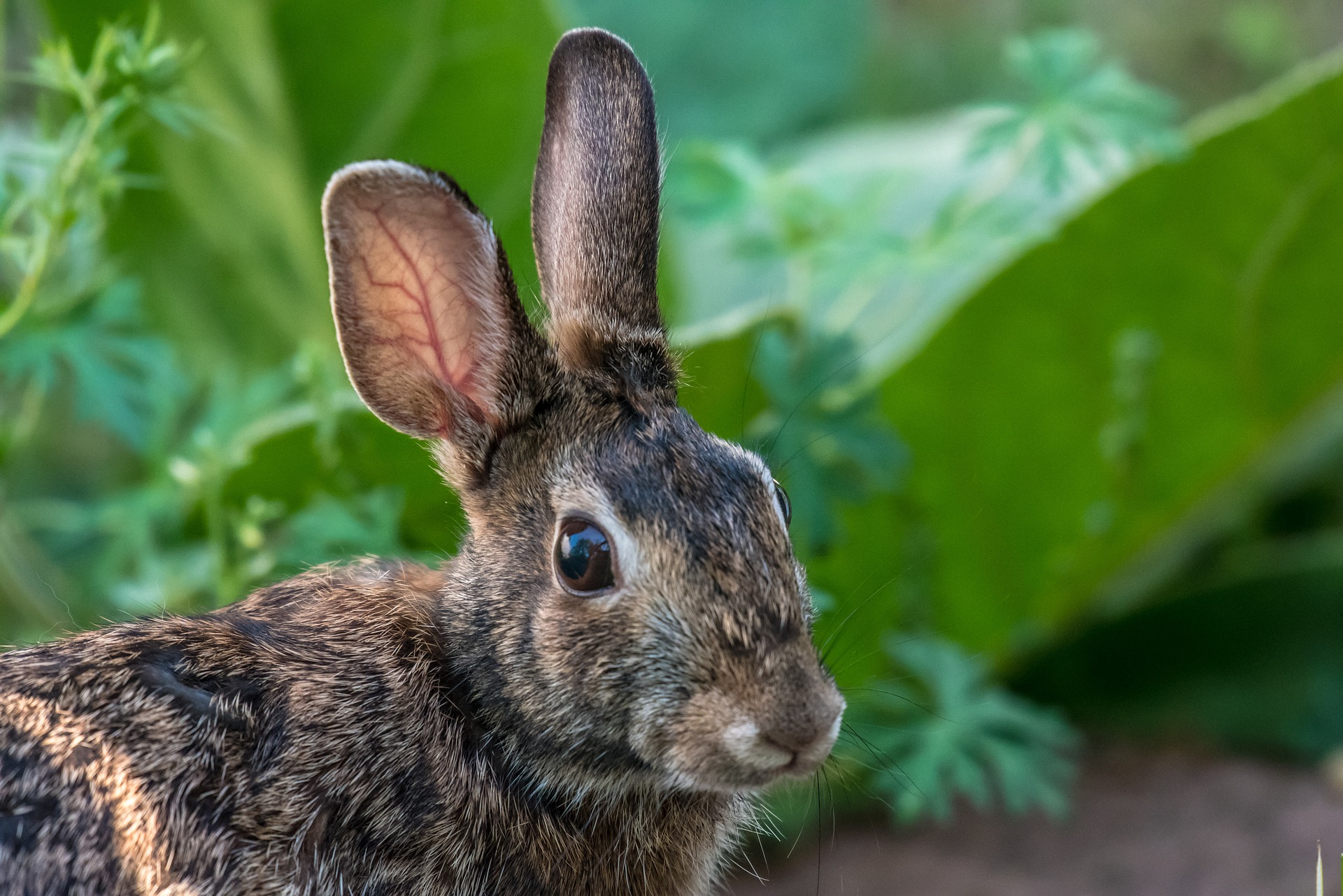 Rabbits are cute until they get into your garden. Thankfully there are several ways to keep rabbits out of your garden naturally.