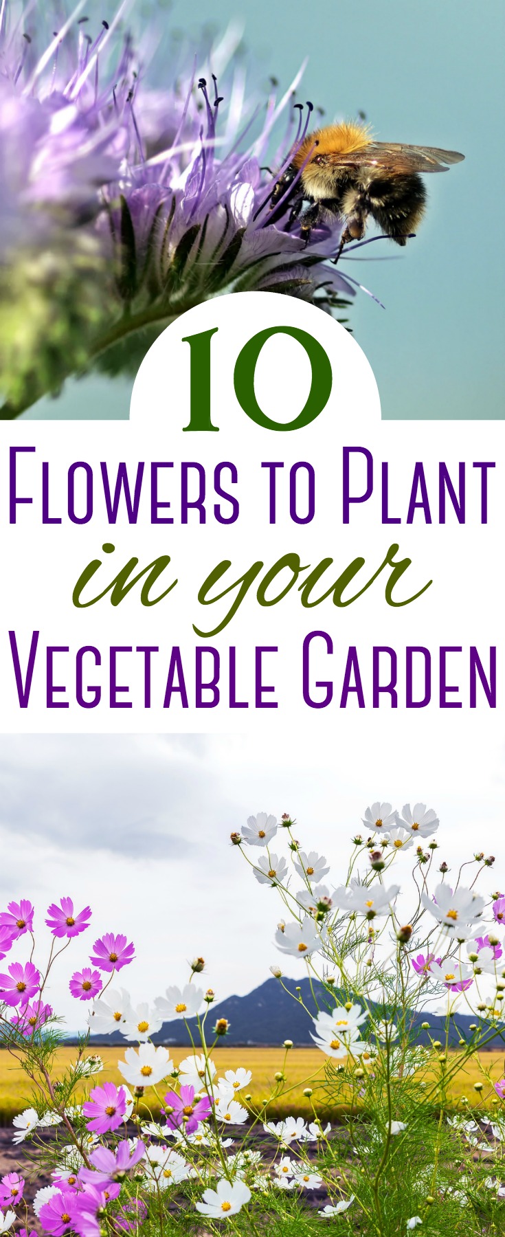 You might consider squeezing in some space to grow some of these flowers in your vegetable garden. They will add some color and help your plants thrive!