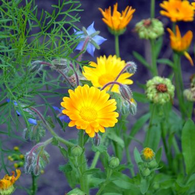 10 Flowers to Plant in your Vegetable Garden