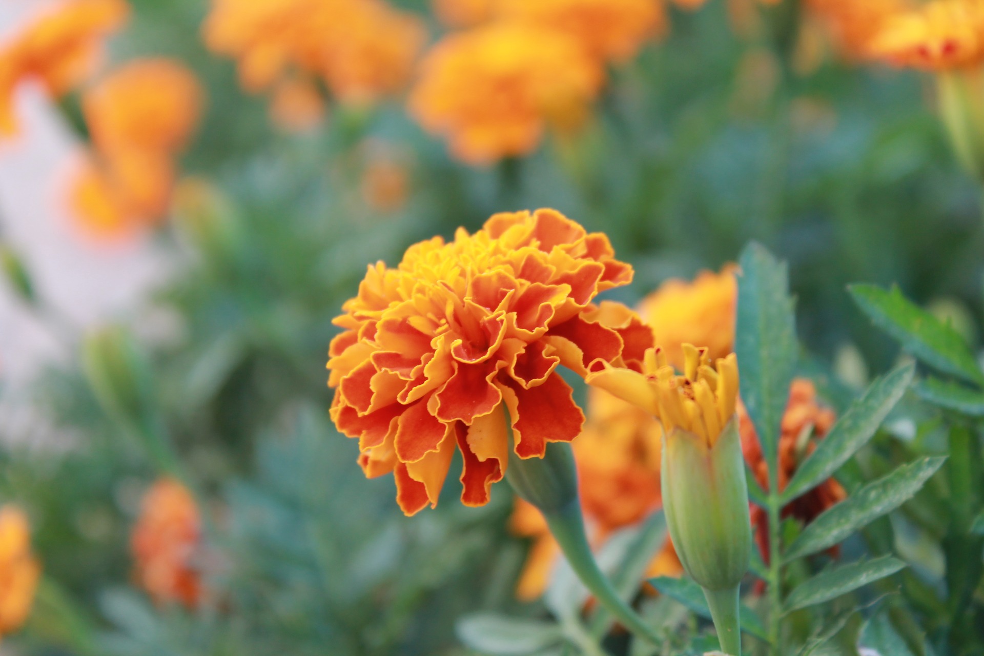 You might consider squeezing in some space to grow some of these flowers in your vegetable garden. They will add some color and help your plants thrive!