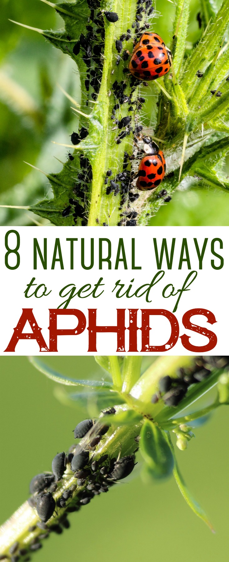 Aphids can cause serious havoc and destruction in any garden. Here are 8 natural ways to get rid of aphids in your garden. 