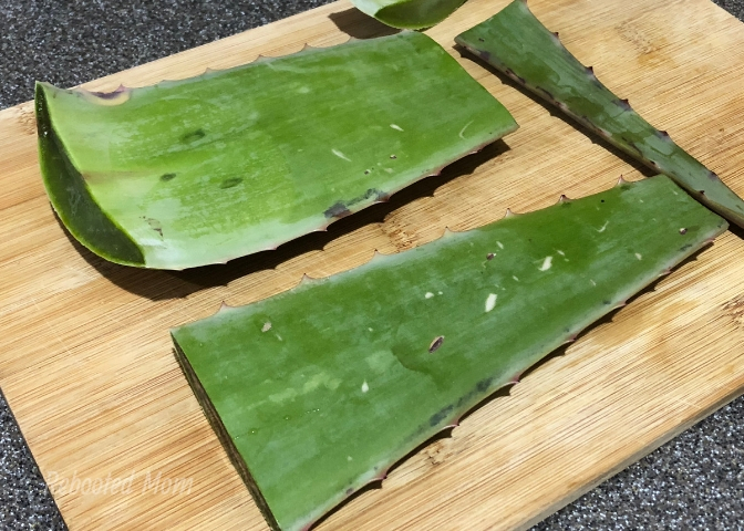 Make your own aloe vera gel from fresh leaves and use it in your beauty and skin care products. Aloe vera gel is natural and a powerhouse for skin care!