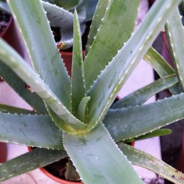 How to Make Aloe Vera Gel (from Fresh Aloe)