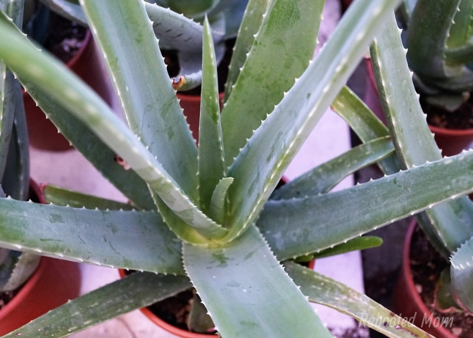Make your own aloe vera gel from fresh leaves and use it in your beauty and skin care products. Aloe vera gel is natural and a powerhouse for skin care!