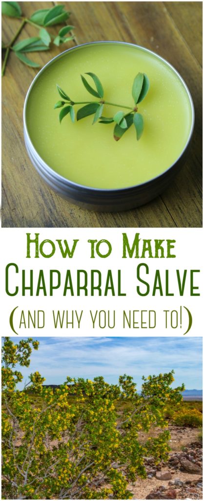 how-to-make-chaparral-salve-creosote-rebooted-mom