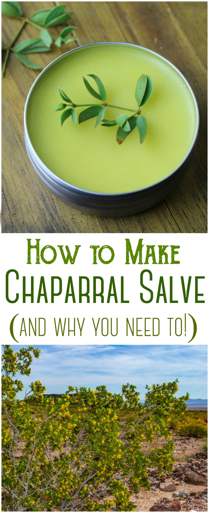Chaparral salve - a simple soothing blend of chaparral, olive oil and beeswax, wonderful to support minor cuts, scrapes, burns and dry skin.