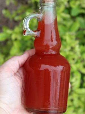 Learn how to make beautiful and delicious prickly pear syrup from prickly pear cactus fruit. The result is a syrup that's sweet, colorful and packed with vitamins.