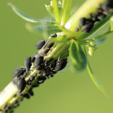 8 Natural Ways to Get Rid of Aphids