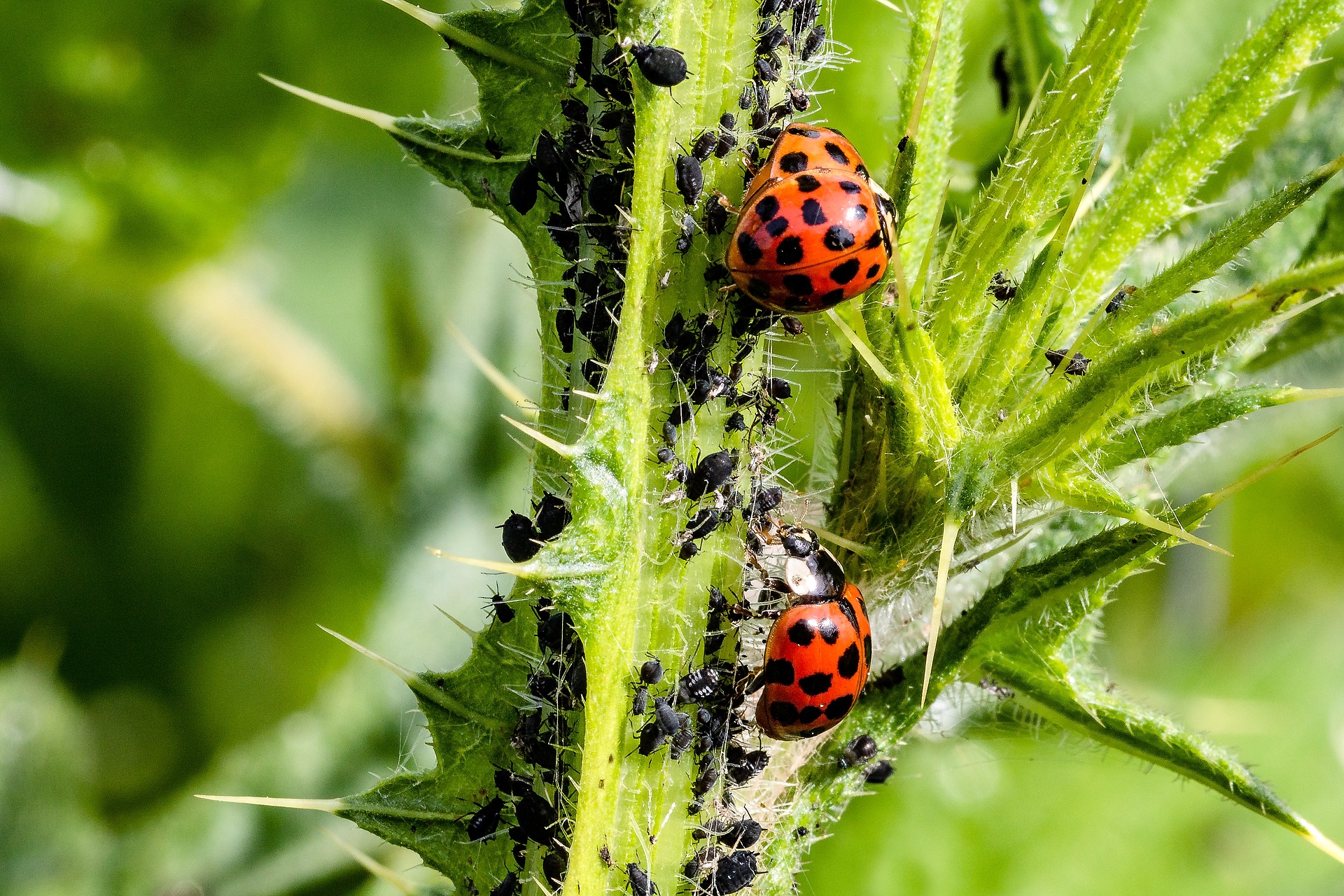 Aphids are notorious for sucking the life out of many plants. If you have a backyard garden, take note of these natural ways to get rid of aphids.