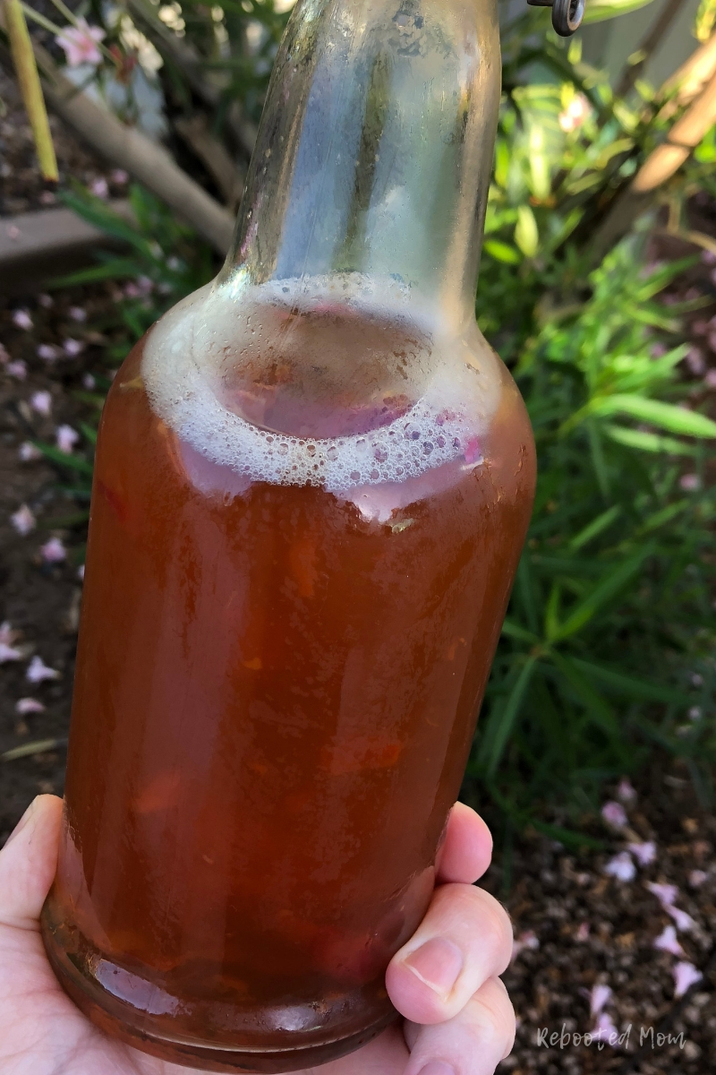 Rose Kombucha is a wonderful, unique flavor for kombucha that's super easy to make! Learn how to second ferment your kombucha with this delicious flavor!