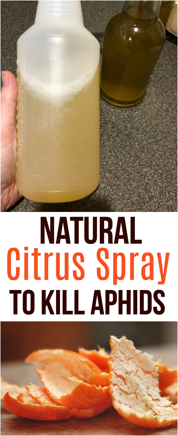 This natural orange spray is simple to make and an effective way to prevent aphids from taking over your favorite plants.