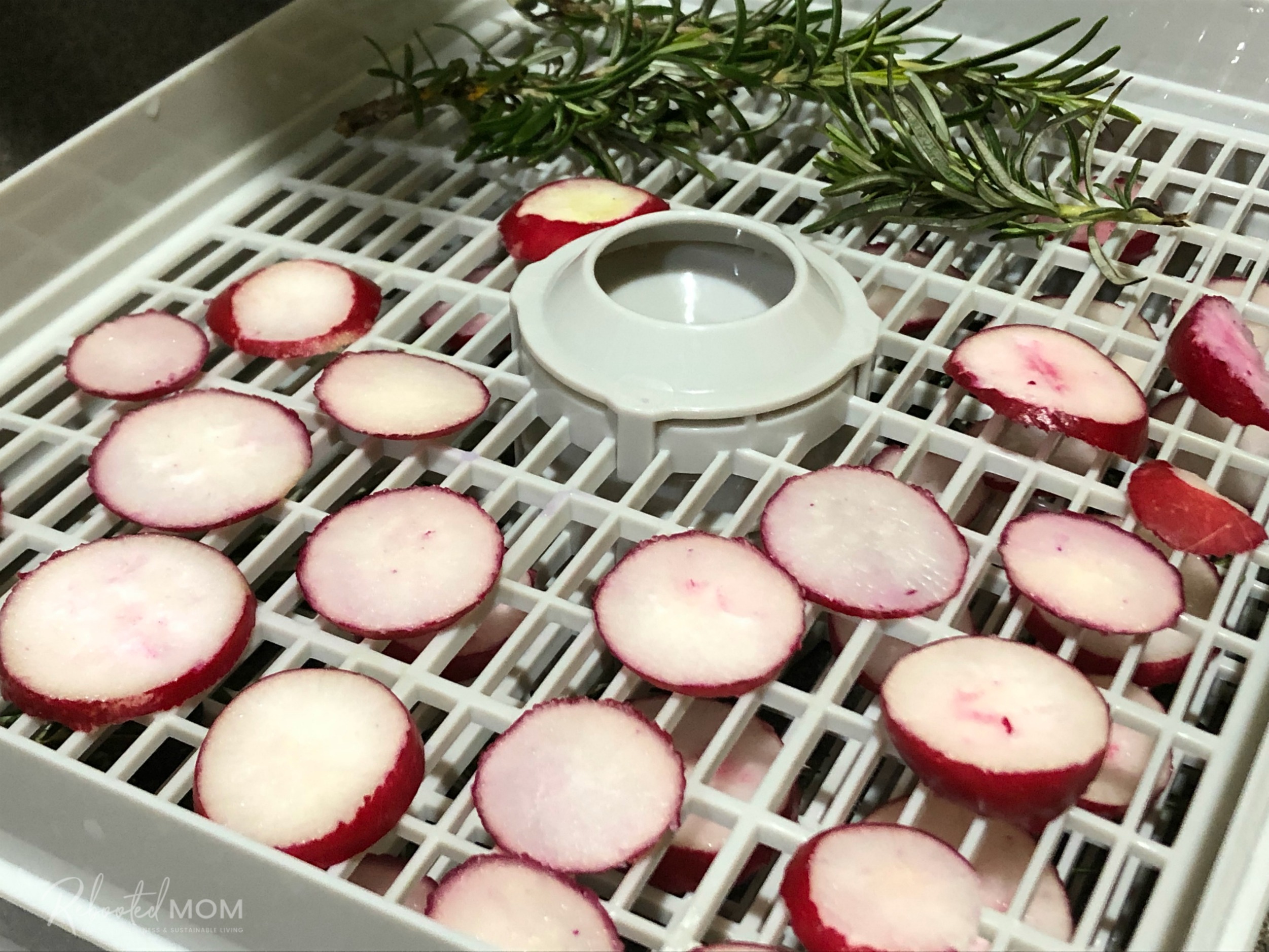 Radishes on dehydrator tray \\ Rosemary Radish Veggie Salt is a simple and creative way to use up your garden bounty and a delicious way to flavor your favorite summer foods!