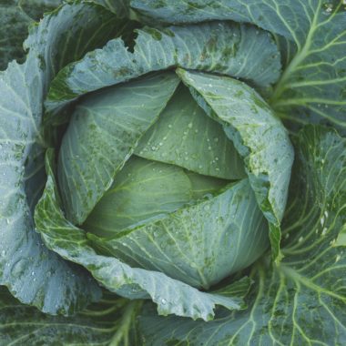 5 Vegetables that Grow in Shade