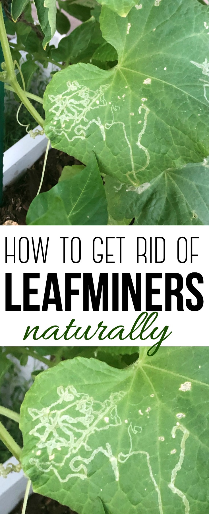 Thin, whitish trails on leaves are a sign of leafminers. Thankfully there are many ways to get rid of leafminers naturally without resorting to pesticides. #leafminer #gardening #natural #pestcontrol