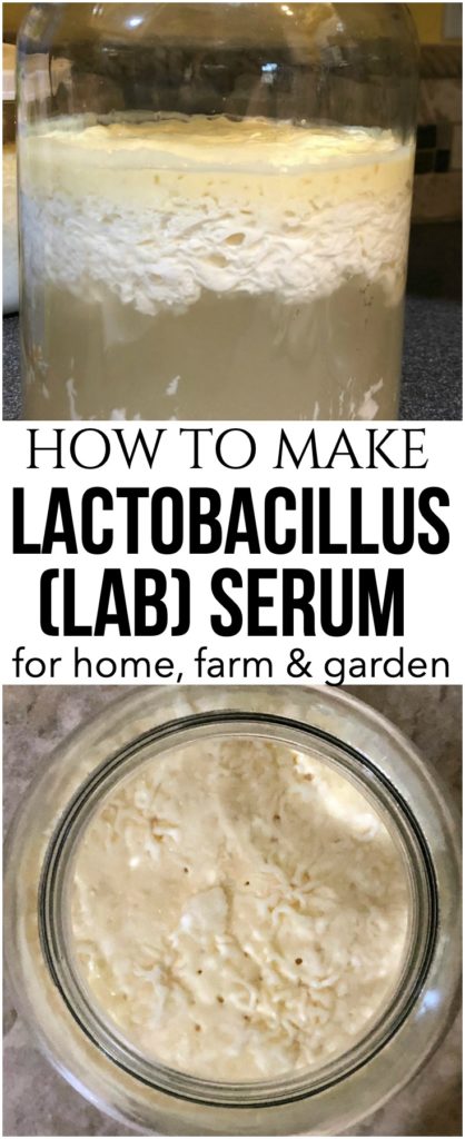 Lactobacillus Serum