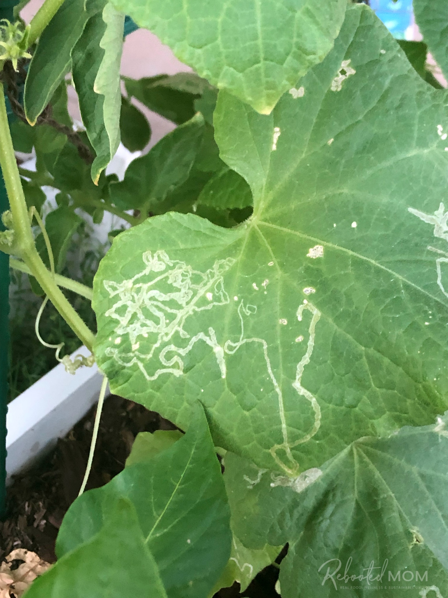 Leafminers on a Cucumber plant