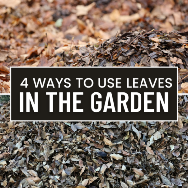 Skip the raking and bagging - here are four ways to use leaves in your garden to enrich your soil, add organic matter and encourage plant growth.