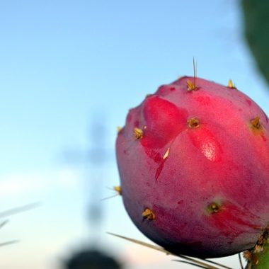 How to Make Prickly Pear Syrup