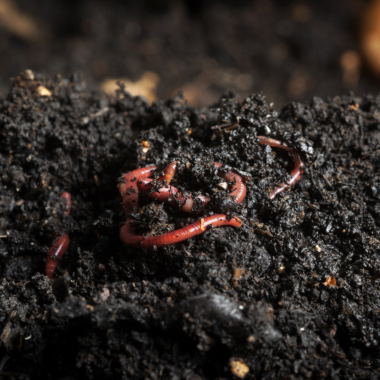 Can I feed cardboard to composting worms?