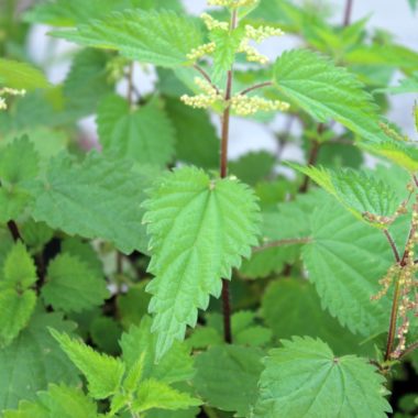 How to Use Stinging Nettles