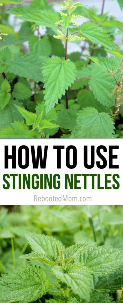 How to Harvest and Use Stinging Nettles