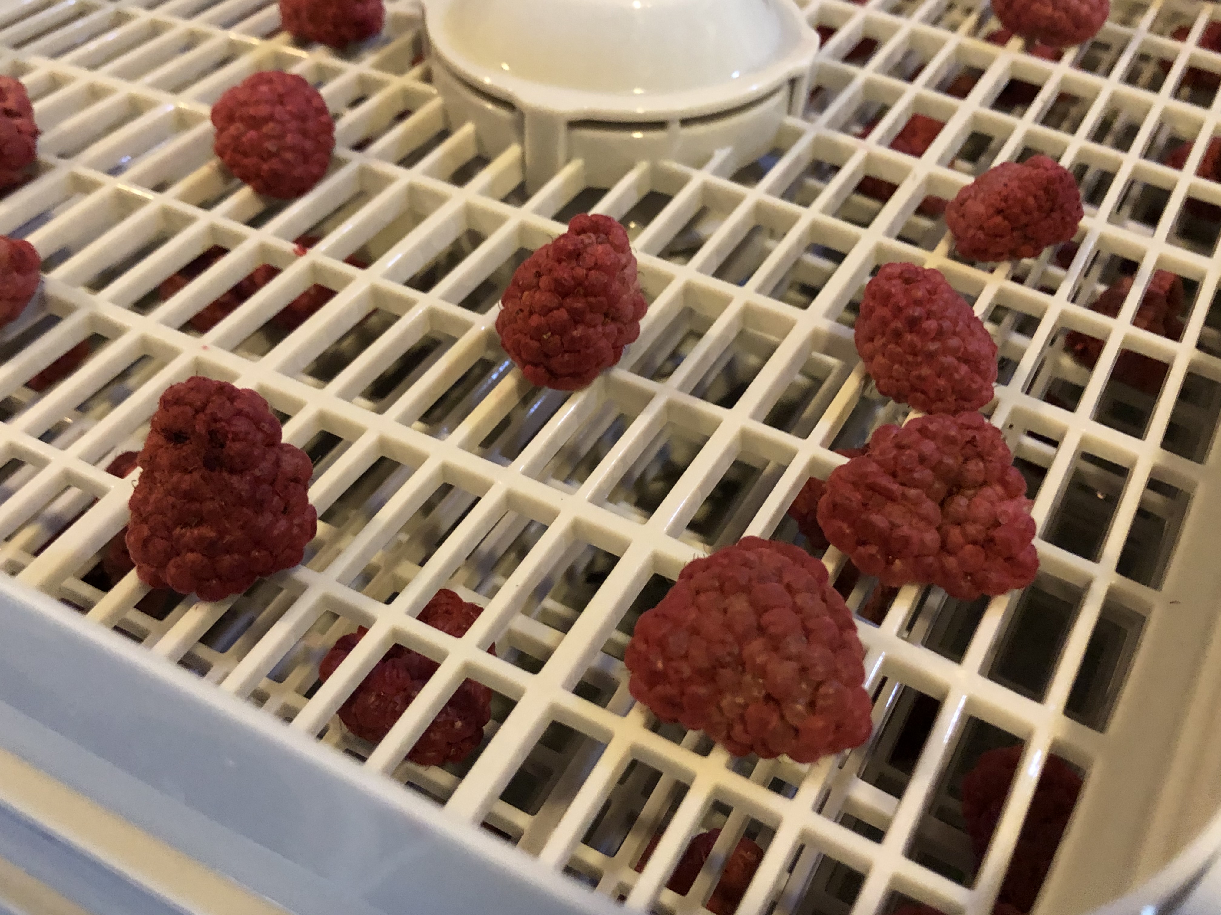 Raspberries on Dehydrator Trays