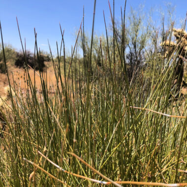 The Mormon Tea plant is a wild Ephedra plant species that grows in the Southwest. It's is a popular, well known plant for a multitude of reasons - learn how to make it today!