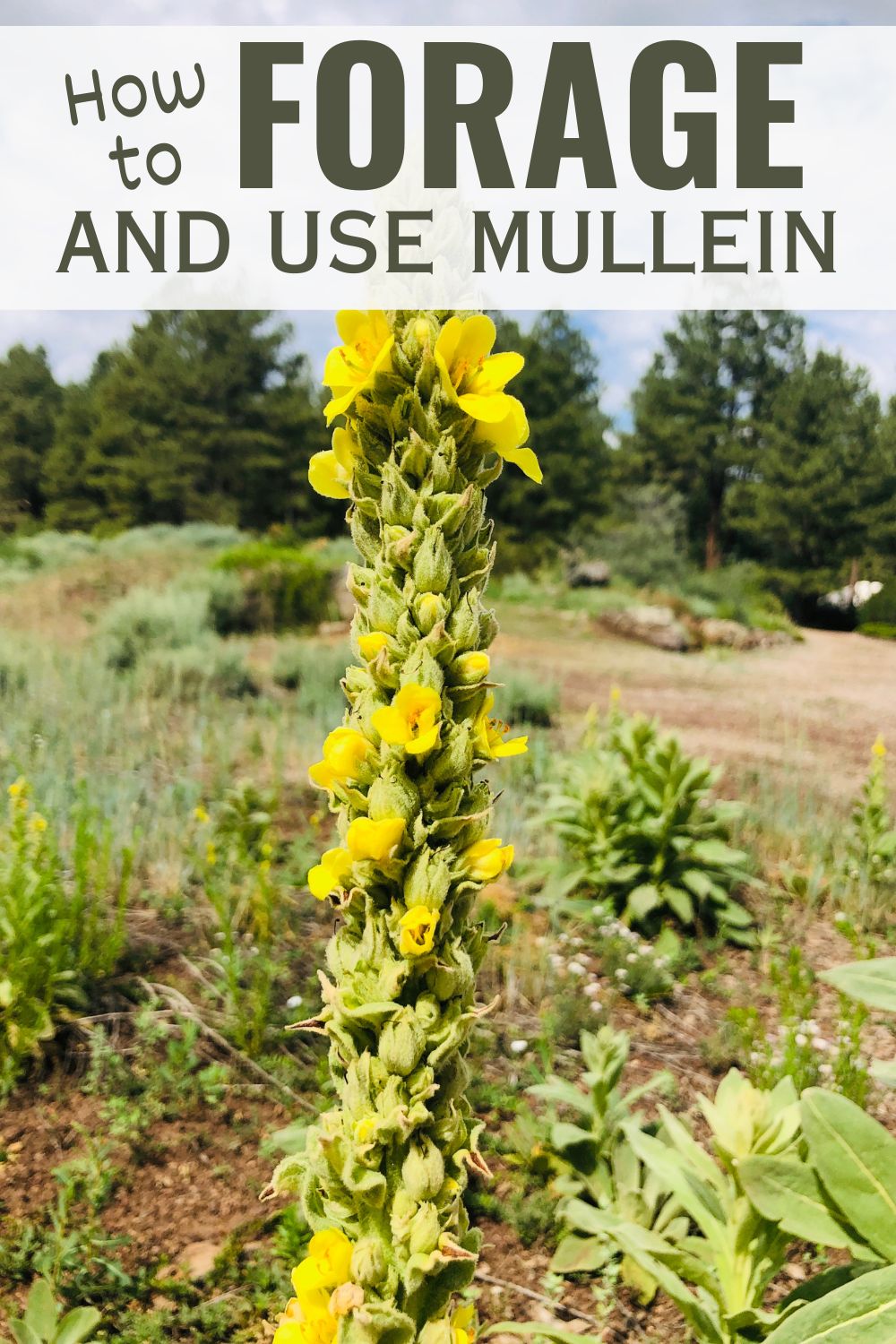 Mullein is a very common wild weed that is medicinal as well as edible -- it's actually a wonderful wild weed to have in your medicine cabinet. Here are some tips on foraging mullein and ways to use it!