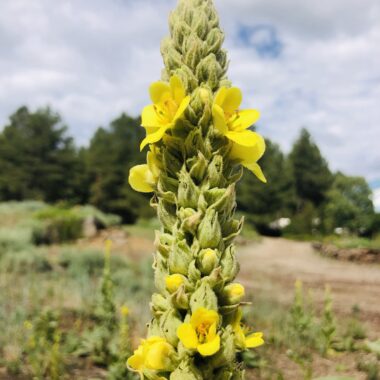 Mullein is a very common wild weed that is medicinal as well as edible -- it's actually a wonderful wild weed to have in your medicine cabinet. Here are some tips on foraging mullein and ways to use it!